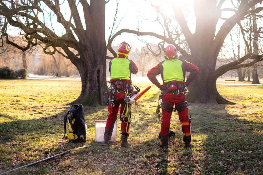 Best Arborist in Exeter