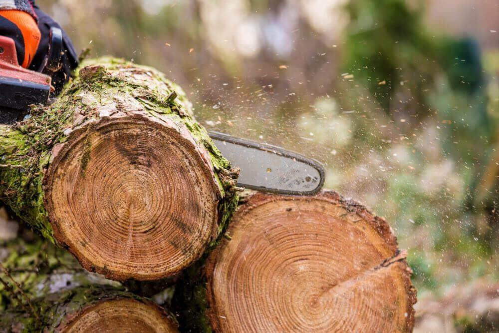 Exeter Tree Surgeon