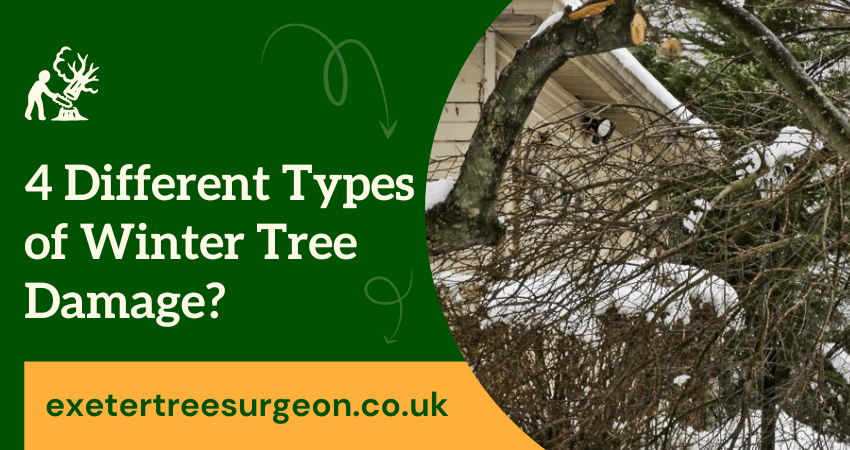 Types of Winter Tree Damage